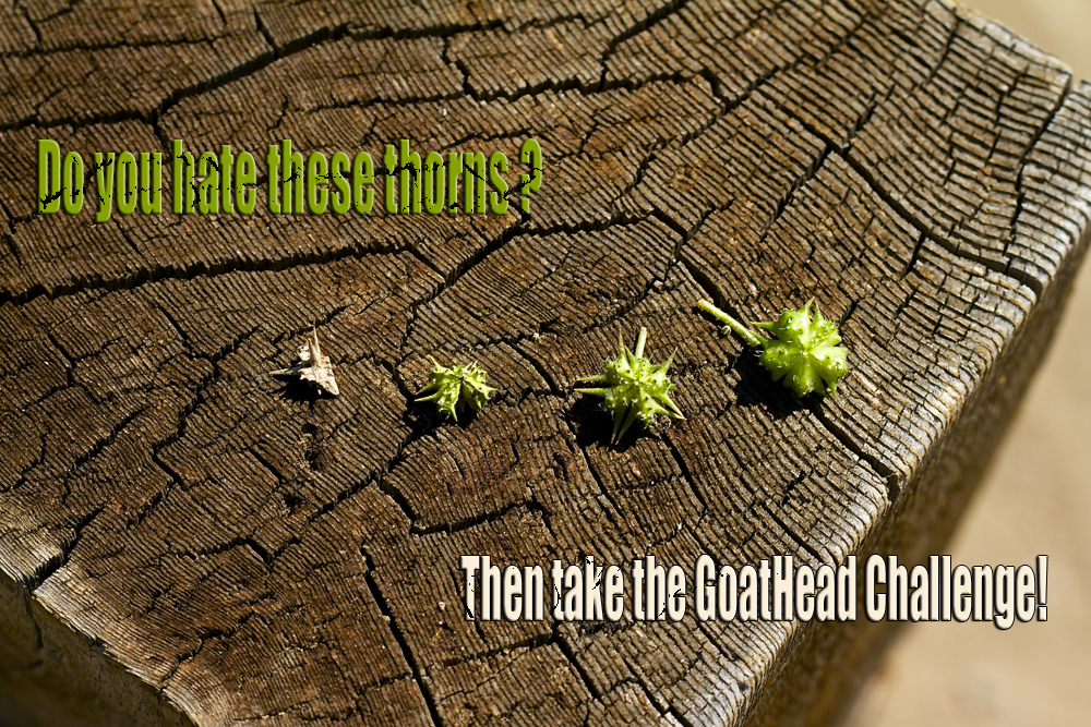 These little guys hate fun and bike tubes!!! Take the Goathead Challenge today!!!