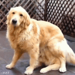 tumblr_nj6mrfbSeE1s2yegdo1_400